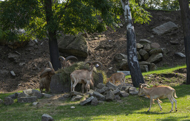 Barbary sheep on rocky meadow