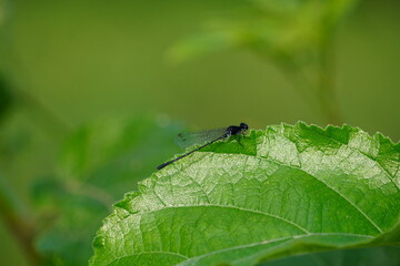 Close-up of a damselfly on the edge of a green leaf with a blurry greenary background