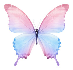 Vibrant Pastel Pink Blue Purple Butterfly Top View Isolated Hand Drawn Watercolor Painting Illustration