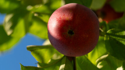 Red apple is hanging from a tree. The apple is ripe and ready to be picked. The tree is full of green leaves, and the sky is clear and blue