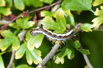 Caterpillar grey dagger (Acronicta psi), family Noctuidae on leaves of common hawthorn, one-seed hawthorn (Crataegus monogyna). Summer, August, Netherlands.