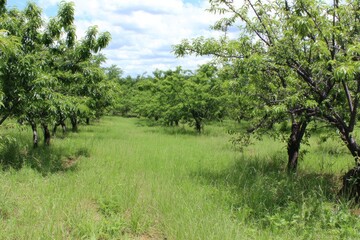 A field of fruit trees amongst tall grass.