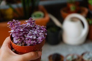 Young purple succulent plant Callisia repens Pink Lady grown in a pot