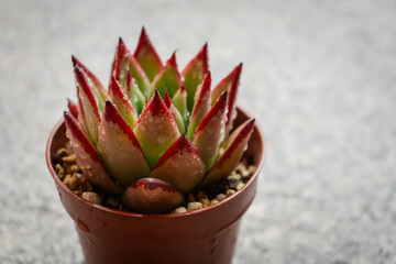 Young succulent plant echeveria agavoides ebony grown in a pot