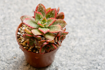 Wet young succulent plant aeonium kiwi tricolor grown in a pot