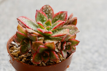 Wet young succulent plant aeonium kiwi tricolor grown in a pot