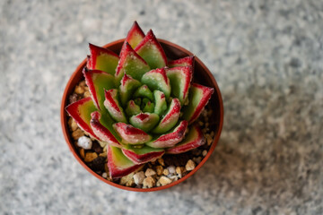 Young succulent plant echeveria agavoides ebony grown in a pot