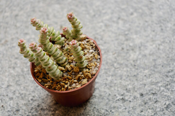 Young succulent plant Crassula marnieriana variegated grown in a pot