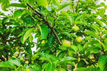 Close up view of green apples growing on apple tree branches with leaves in summer garden. Sweden.
