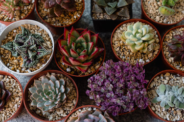 Group of different types of colorful and beautiful succulent plants grown in pots