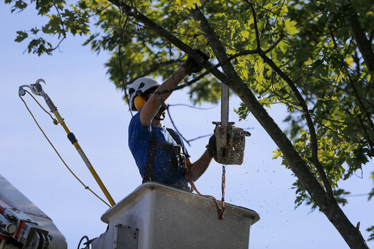 Un homme coupe des branches d'arbre. Un arboriste au travail. &Eacute;mondeur.