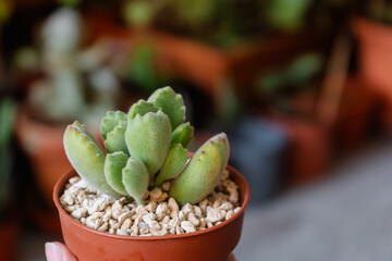 Young succulent plant Cotyledon tomentosa variegated grown in a pot
