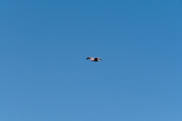 Eagle up un the blue sky flying