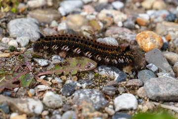 Close-up of a hairy caterpillar crawling across a gravel path. The colorful butterfly larva features black, white, and orange markings in a natural outdoor setting