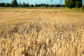 Golden stubble stretches across the harvested field, with power lines in the distance under bright sunlight and a cloudless sky
