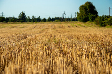 Golden wheat field stretches under a clear sky, indicating it is the harvest season in a tranquil countryside environment