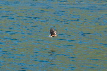 Eagle catching fish with its claws flying over the sea