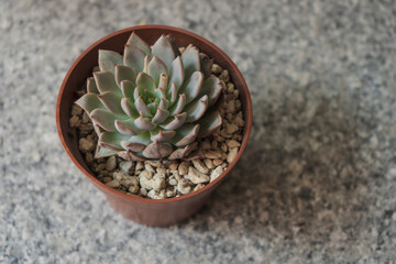 Young succulent plant Echeveria caamanoi grown in a pot