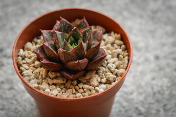 Young succulent plant Echeveria Dionysos grown in a pot