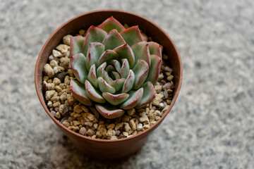 Young succulent plant Echeveria Beatrice grown in a pot