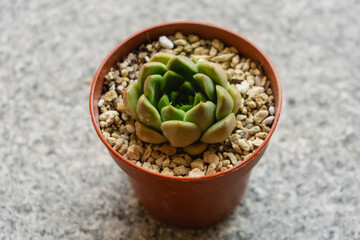 Young succulent plant Echeveria anubis grown in a pot