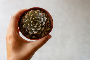 Young succulent plant Echeveria caamanoi grown in a pot