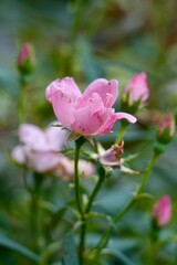 pink rose flower