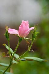 pink rose on green