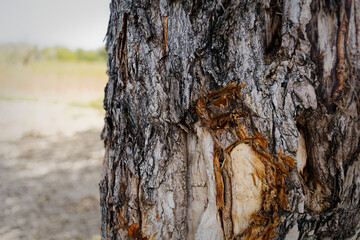 Fototapeta premium Weathered tree trunk stands showing peeling bark and natural damage, revealing textured patterns. Blurred grassy field and dirt path appear behind.