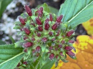 Colorful Flower Beds: Vibrant and diverse flowers arranged in neatly cultivated flower beds, creating a beautiful and appealing garden display.