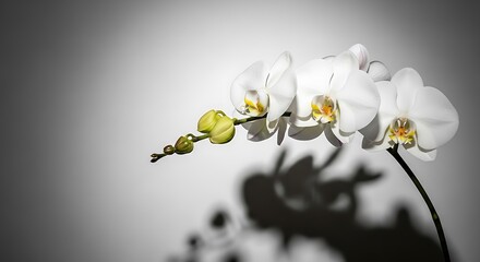 Elegant white orchid with a dramatic shadow. Perfect for spa, beauty, or serenity themes. High-resolution image.