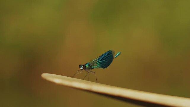 Nahaufnahme einer Libelle im Spreewald