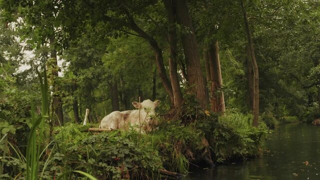 Paddeln im Spreewald
