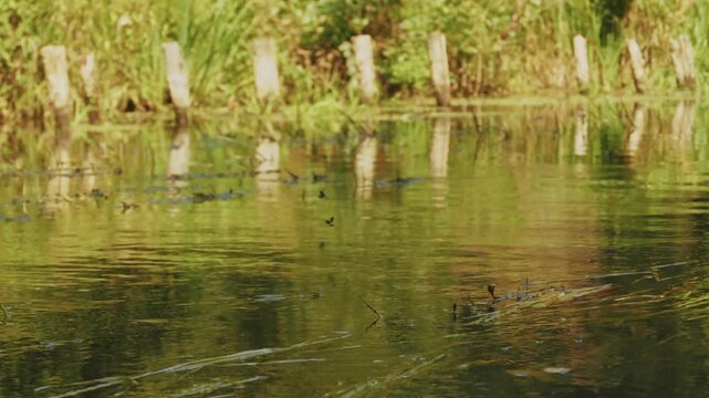 Paddeln im Spreewald
