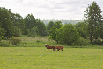 Fototapeta premium Two Chestnut Horses Grazing on Summer Meadow