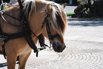Portrait of a horse with reins in the summer