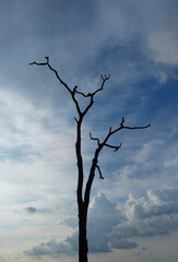 Dried tree against cloudy blue sky background, nature photography, cumulus cloud pattern wallpaper
