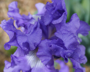 Ruffled Purple Iris Flower in Full Bloom