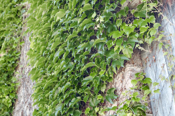Close up of green ivy leaves climbing on old stone wall, natural background of lush vegetation covering building facade in summer season