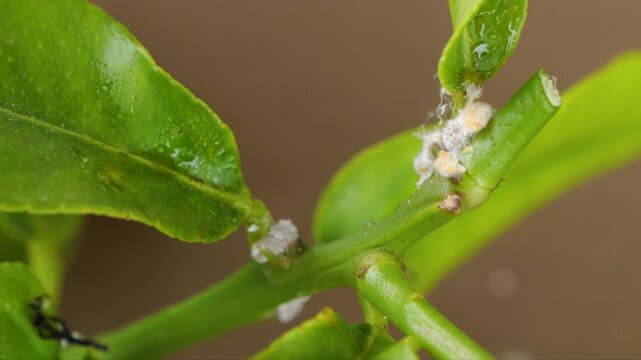 CLOSE UP, DOF, MACRO: White mealy bugs on a plant branch indicate an infestation. Pests appear on green stems and leaves, indicating the need for immediate pest control to prevent further damage.
