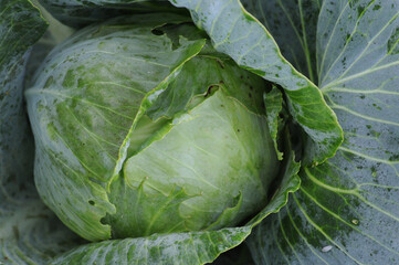 Obraz premium Cabbage in the vegetable garden, close-up. Fresh green cabbage.