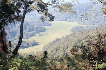 The Mubwindi Swamp at the Bwindi National Park in Uganda
