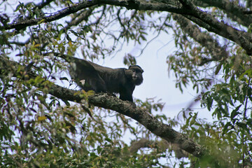 Blue monkey, Cercopithecus mitis, on a rainforest tree
