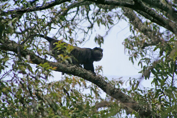 Blue monkey, Cercopithecus mitis, on a rainforest tree