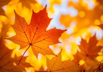 Fototapeta premium Close up of a vibrant orange maple leaf in autumn with blurred background