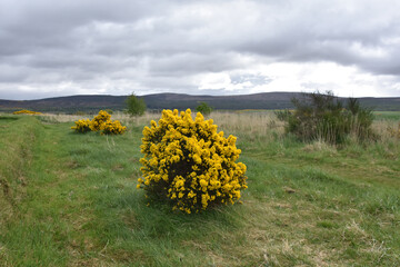 Stunning Flowering Gorse Bushes on Culloden Battlefield