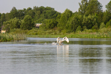 Swan Running on Water Taking Off from Summer River