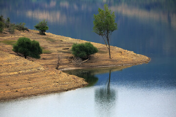 Trees by the Water’s Edge