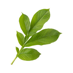 Fototapeta premium Fresh green elephant foot yam leaves branch isolated on transparent background