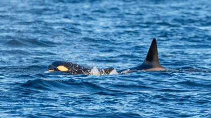 Fototapeta premium Orca in the sea